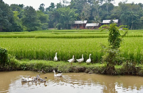 Pa Sang House | Ahsa Farm Stay