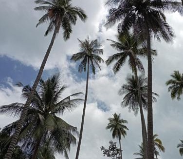 Ko Mook Hotel | Kohmook cocobeach