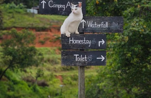 Mae Wang House | Le Cher campsite & homestay
