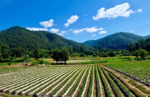 Samoeng Hotel | Wongwan Farm