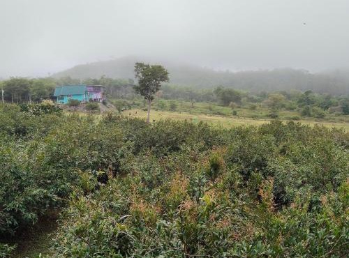 Chomview Hut in Ban Pa Lau