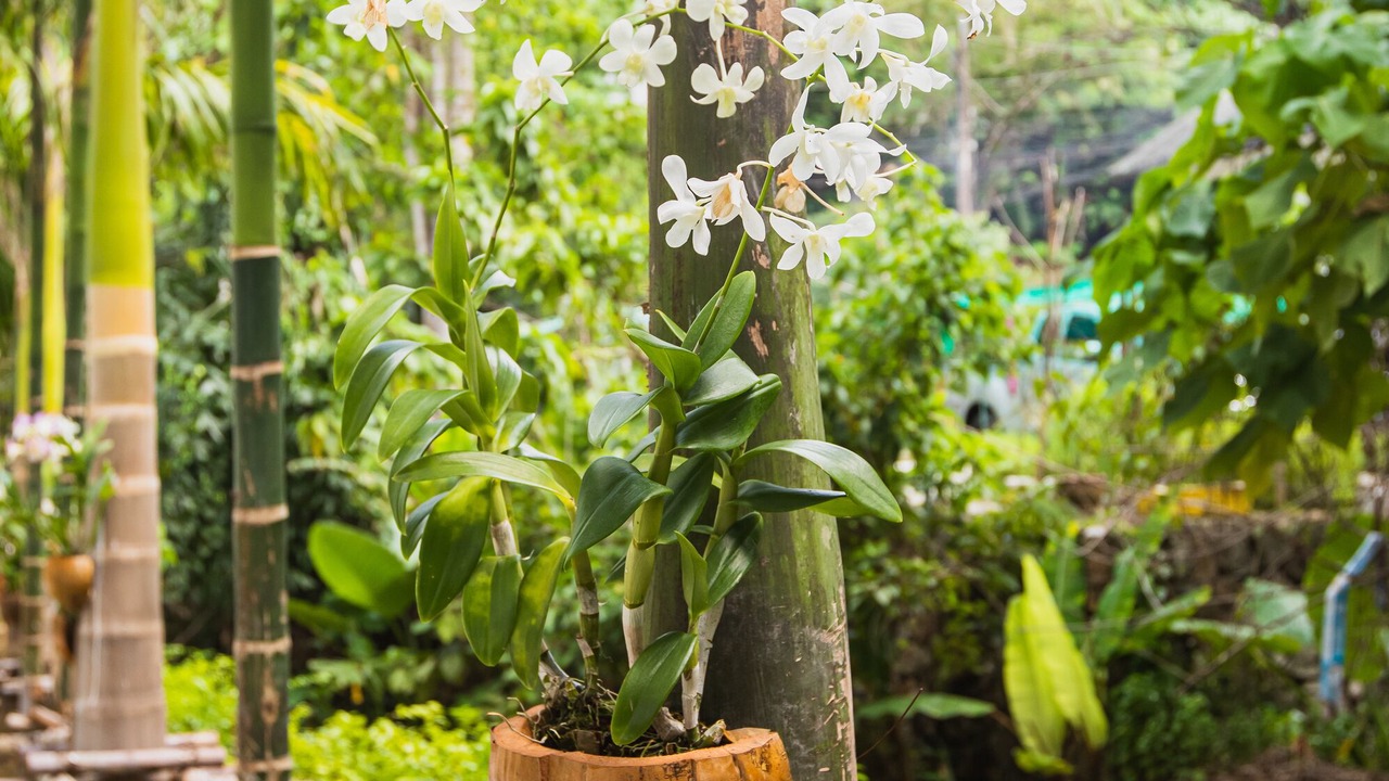Photo of Outdoor in Karon