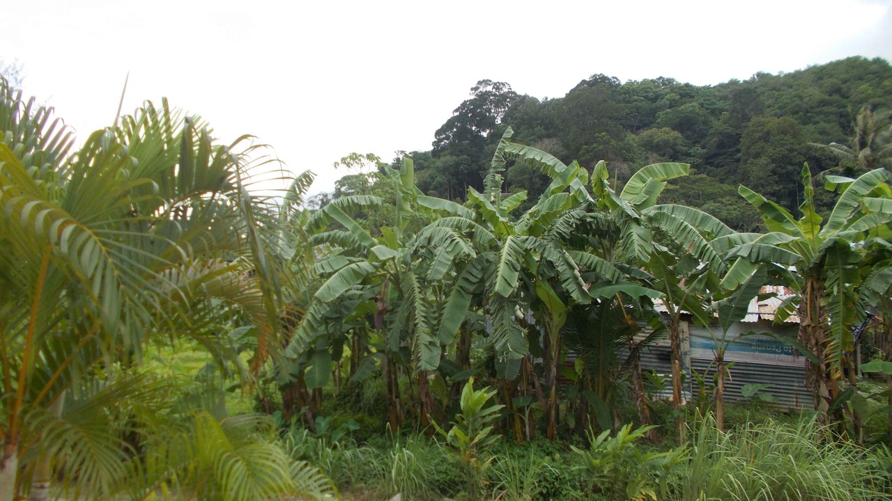 Photo of Outdoor in Patong