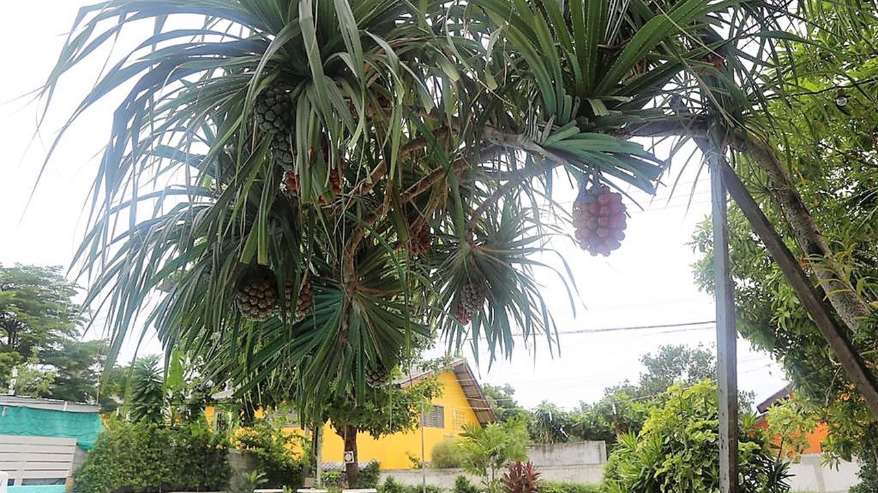 Photo of Outdoor in Rayong