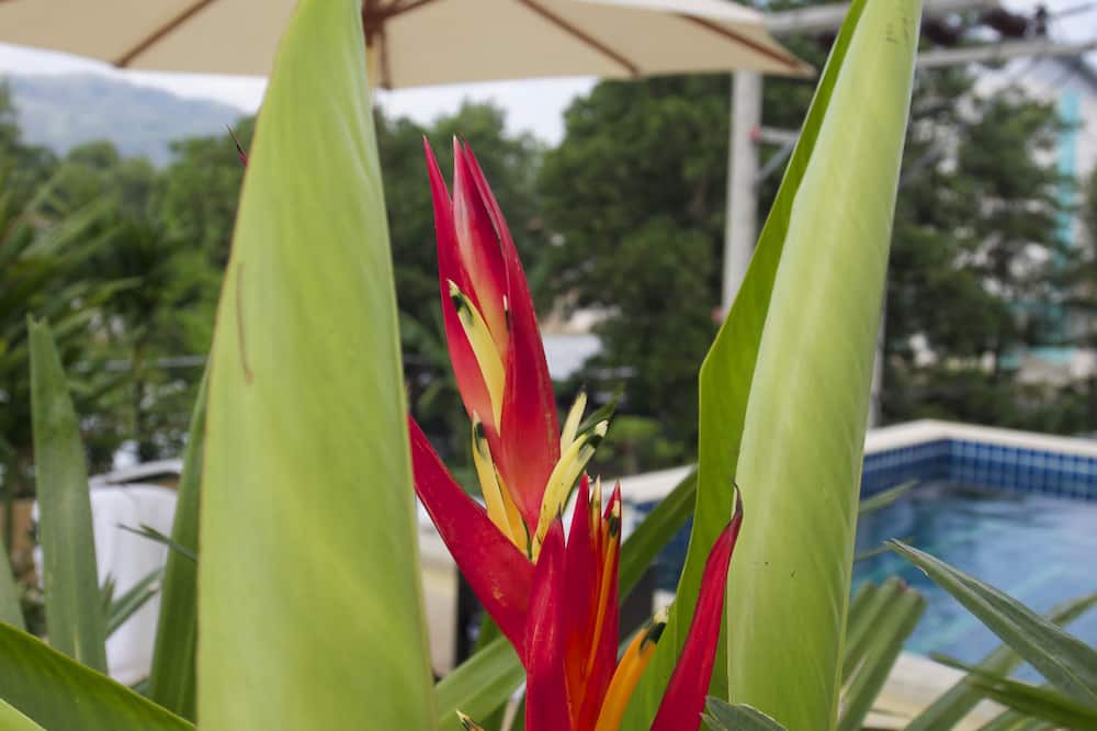Photo of Others in Phuket