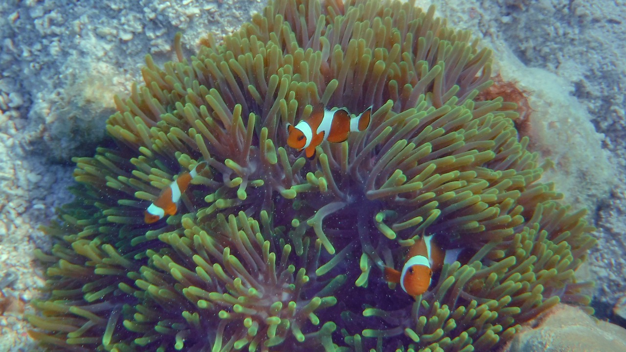 Photo of Others in Satun