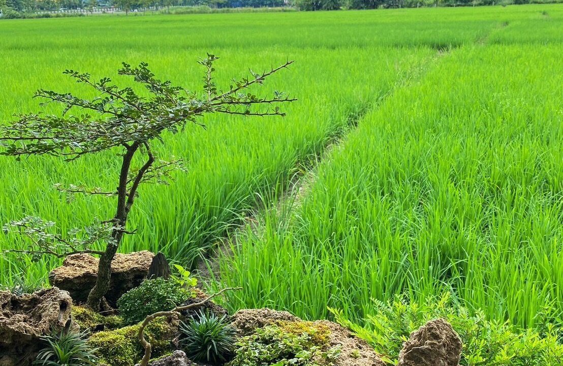 Photo of Others in Mae Faek Mai