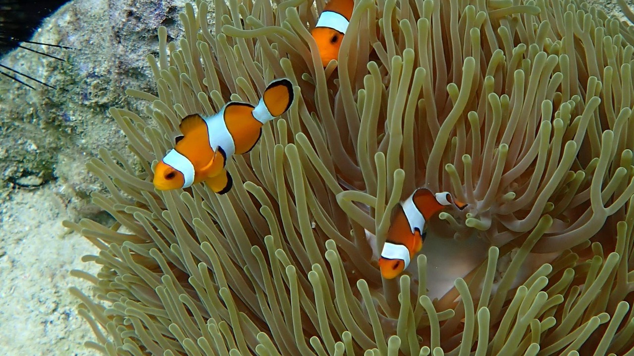Photo of Others in Satun