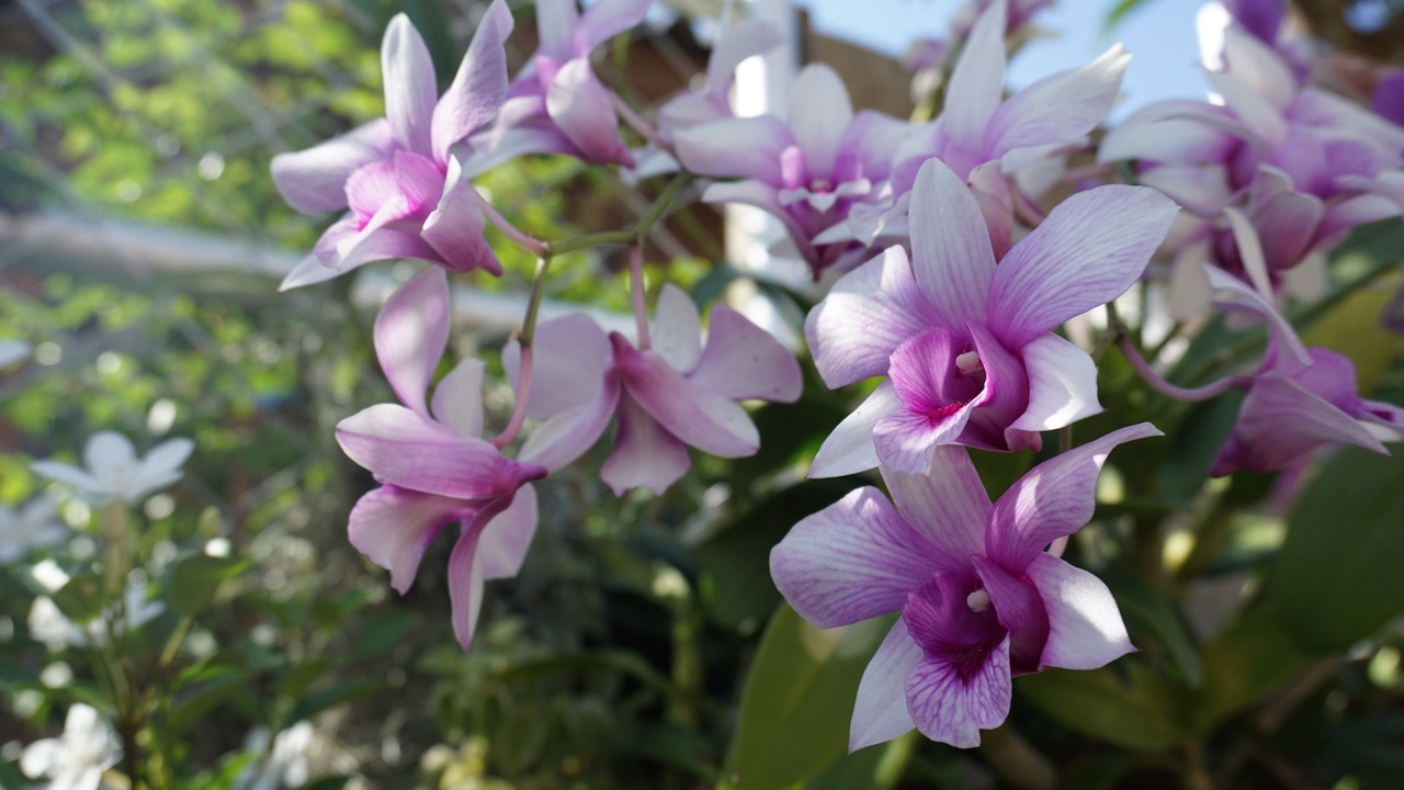 Photo of Outdoor in Trang