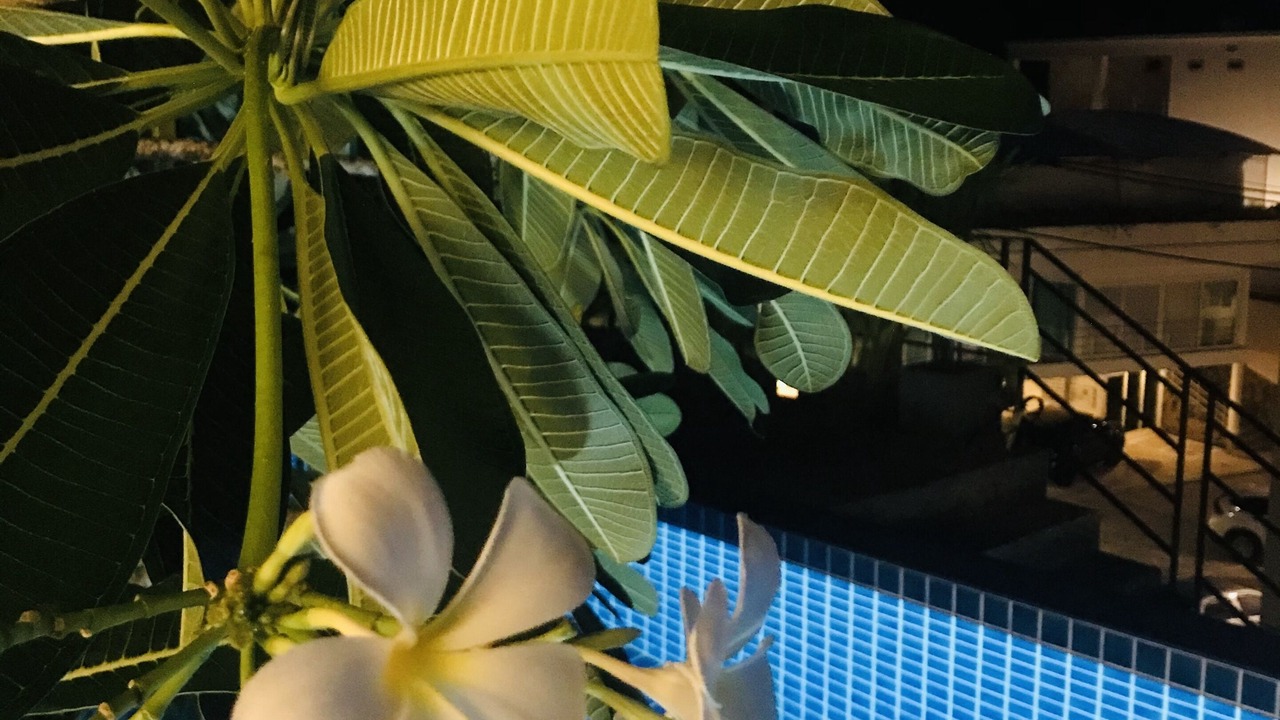 Photo of Outdoor in Kata