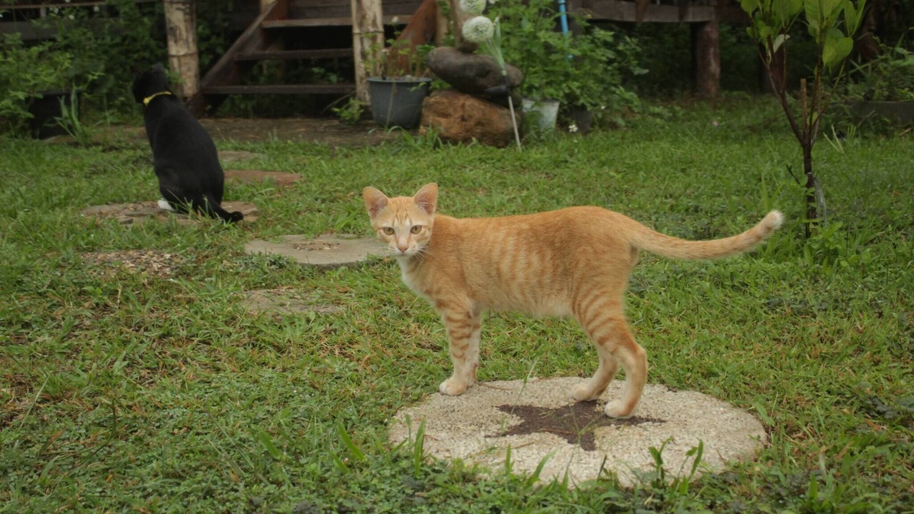 Photo of Outdoor in Mueang Ngai