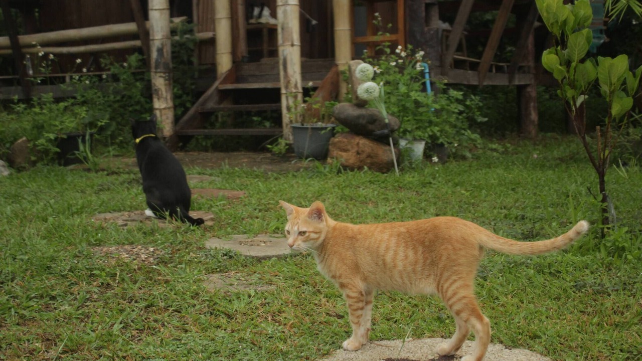 Photo of Outdoor in Mueang Ngai