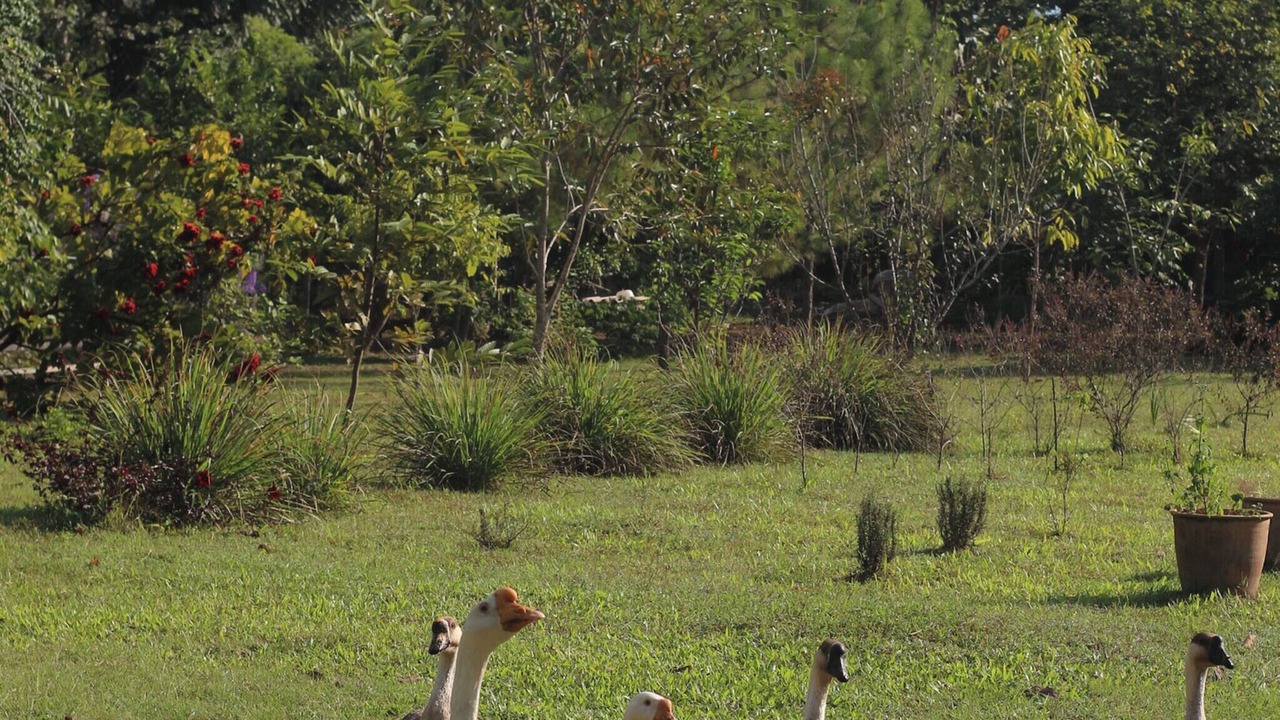 Photo of Others in Chiang Dao