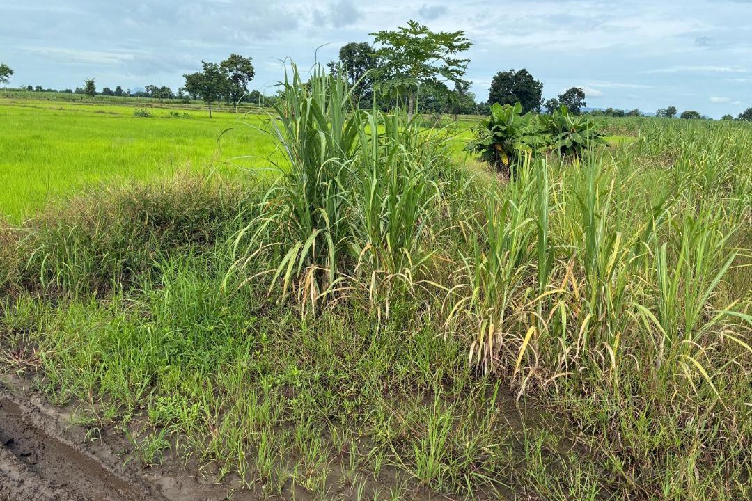 Photo of Others in Wichian Buri