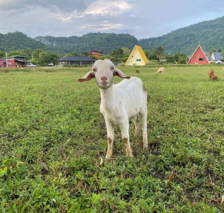 Photo of Others in Noen Maprang