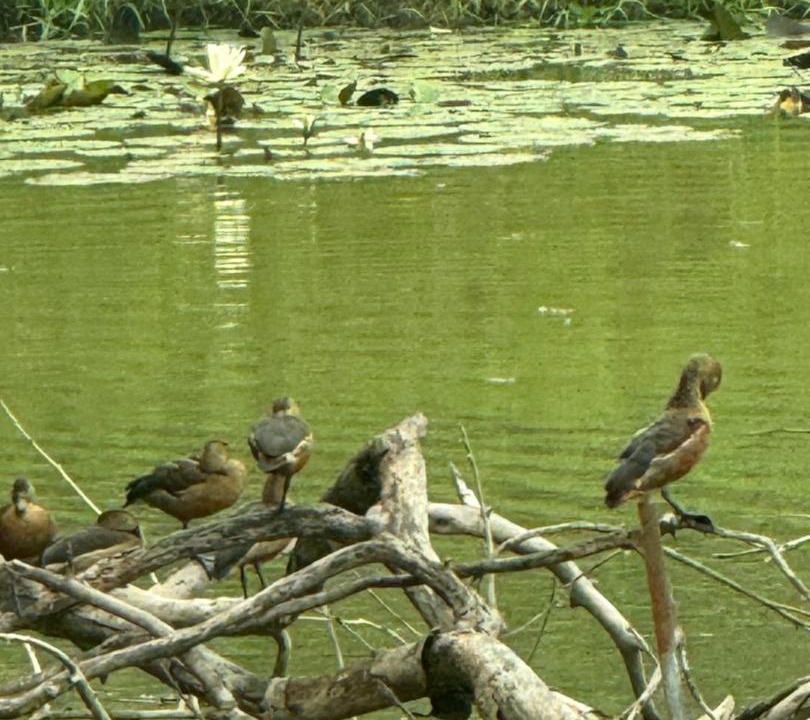 Photo of Others in Chiang Rai