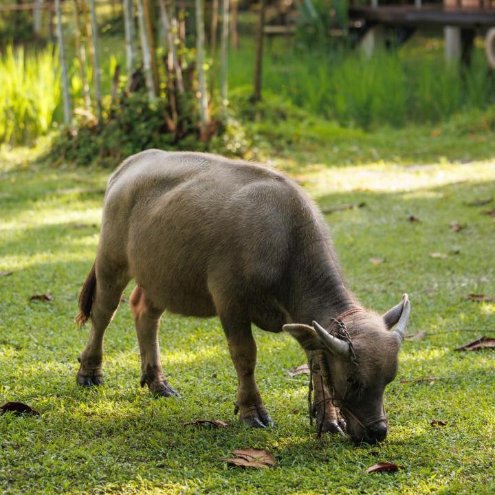 Photo of Others in San Klang