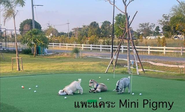 Photo of Others in Wang Muang