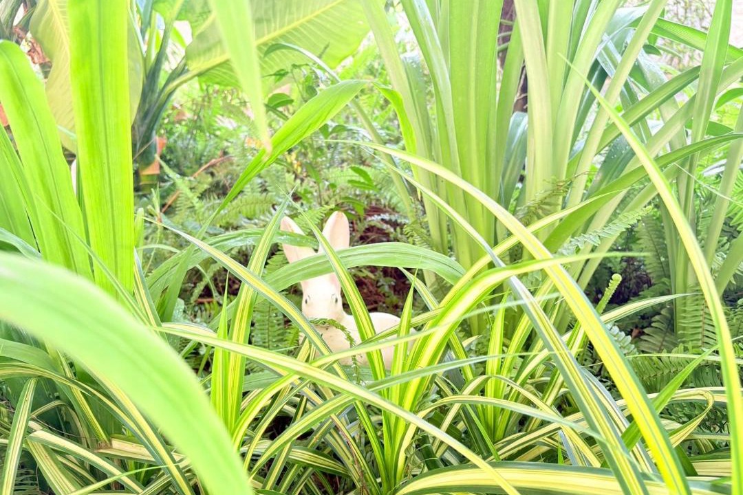 Photo of Others in Chiang Rai