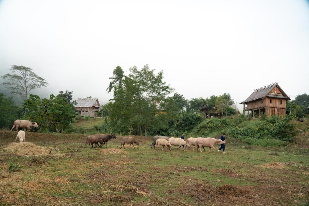 Photo of Others in Louangphabang