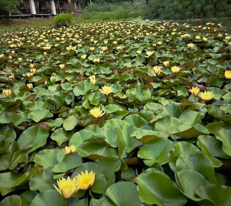Photo of Others in Chiang Rai