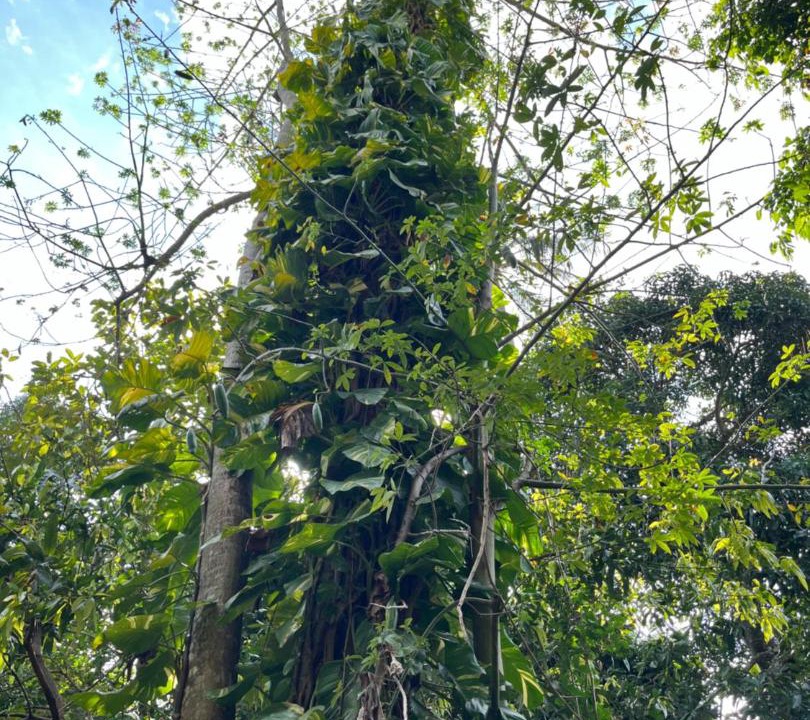 Photo of Outdoor in Ko Yao