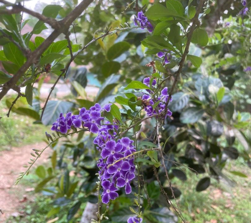 Photo of Others in Chiang Dao