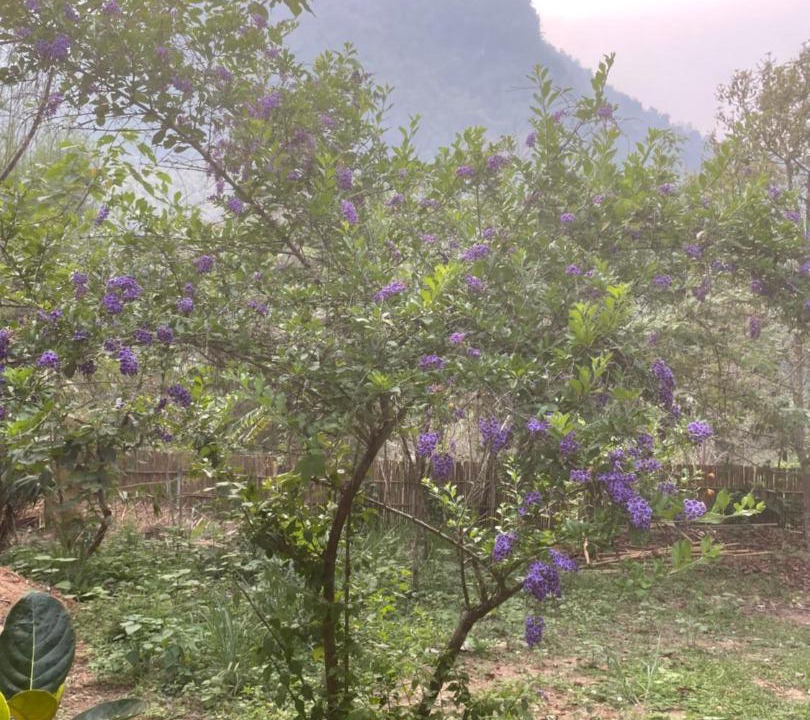 Photo of Others in Chiang Dao