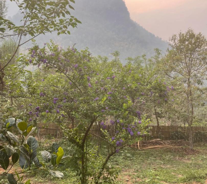 Photo of Others in Chiang Dao