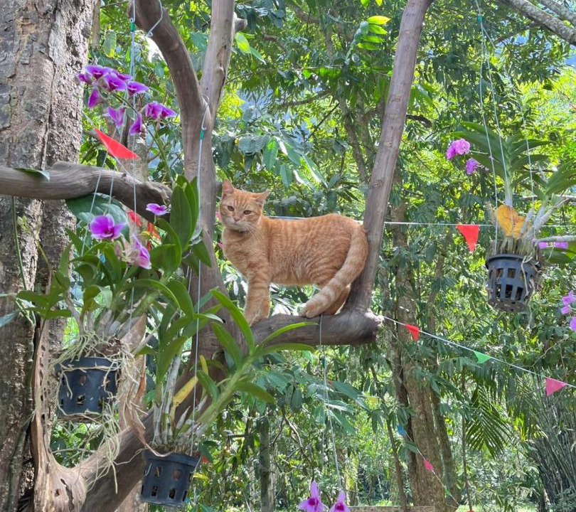 Photo of Others in Khlong Sok