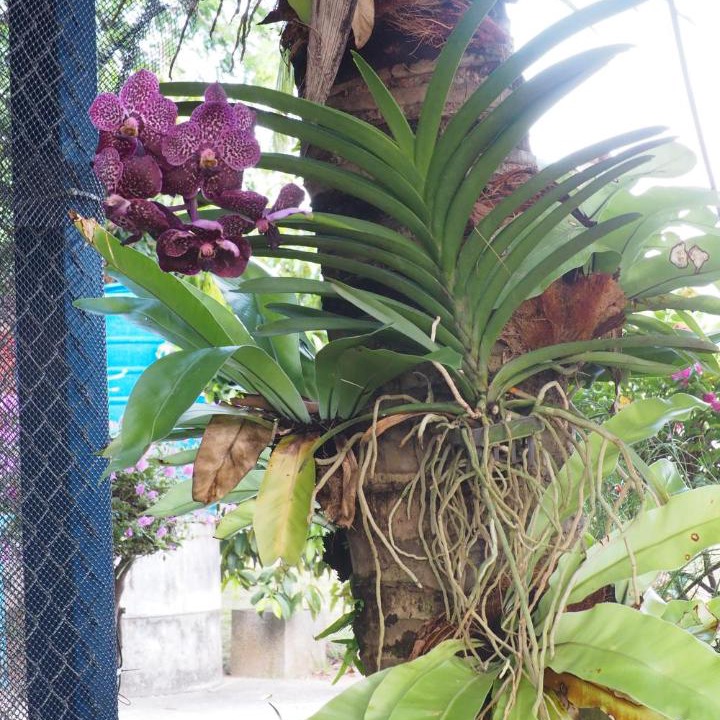 Photo of Others in Phuket