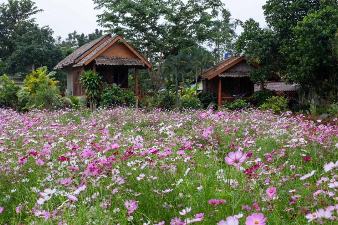 Photo of Others in Pai