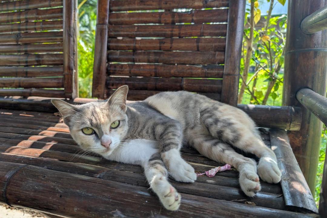 Photo of Others in Mueang Ngai