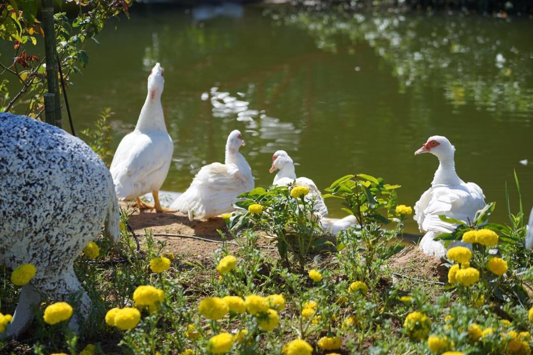 Photo of Others in San Kamphaeng