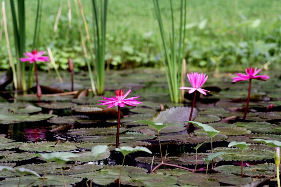 Photo of Others in Pak Nam Pran