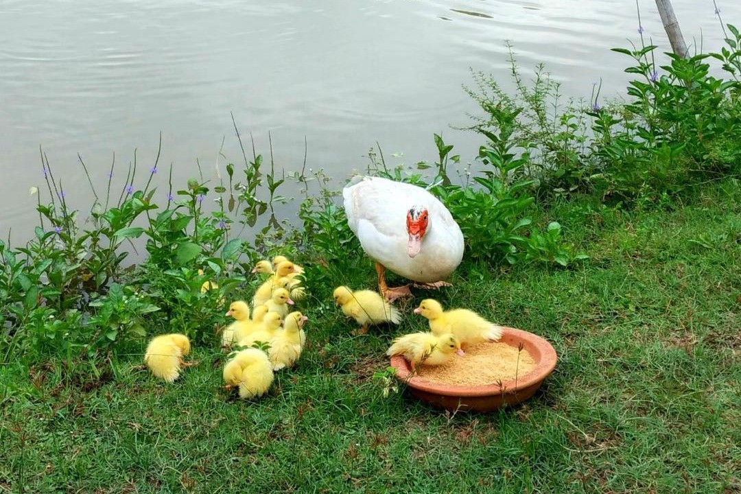 Photo of Others in San Sai