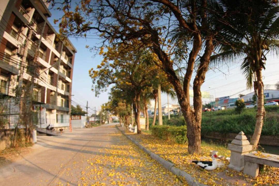 Photo of Others in Phayao