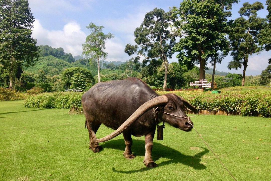 Photo of Others in Luang Prabang