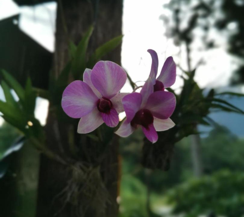 Photo of Others in Chiang Dao