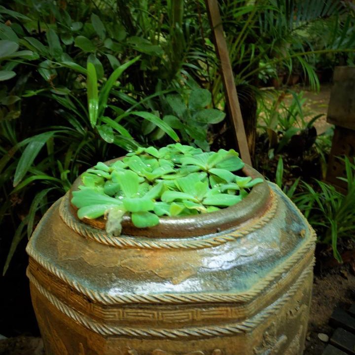 Photo of Others in Sri Phum