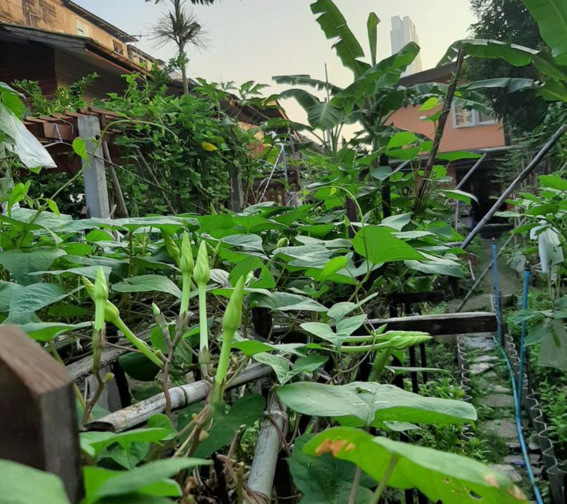 Photo of Others in Thon Buri