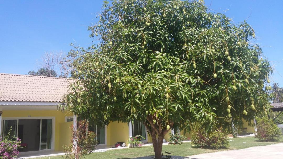 Photo of Outdoor in Sichon