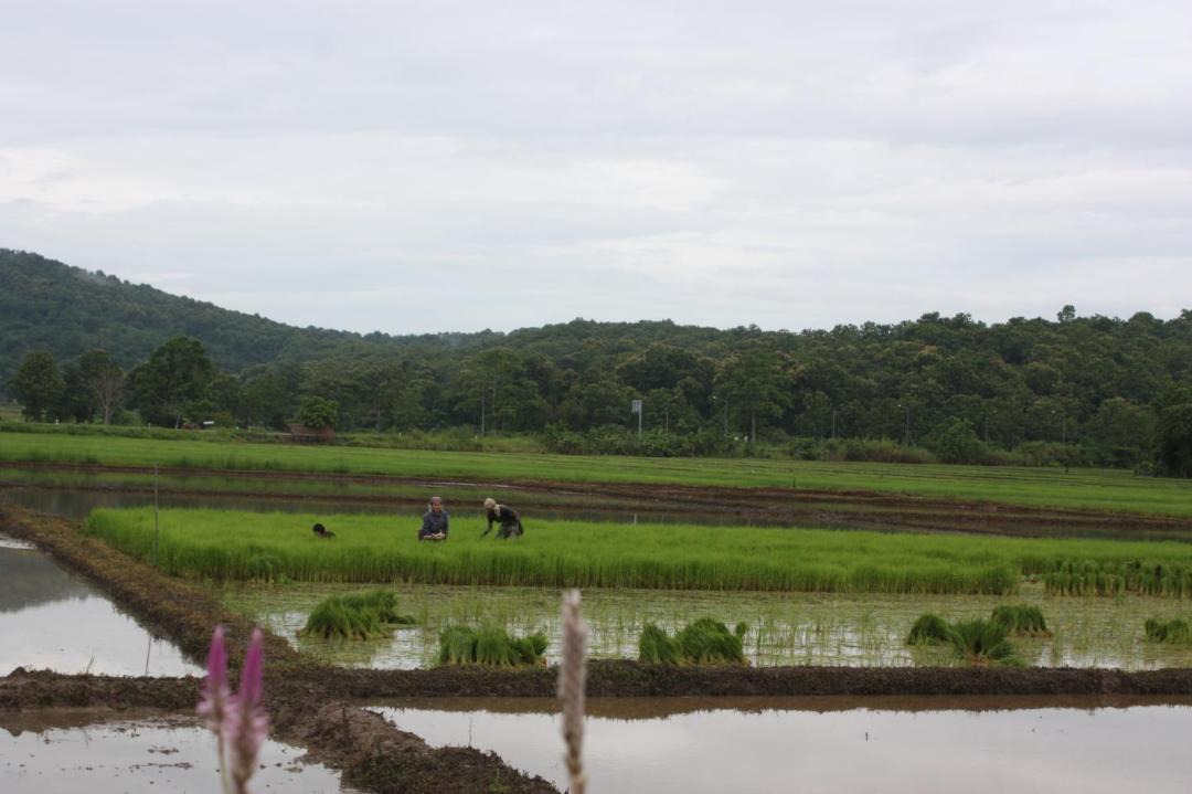 Photo of Others in Sop Ruak