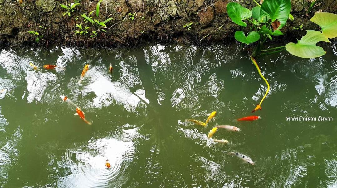 Photo of Others in Amphawa