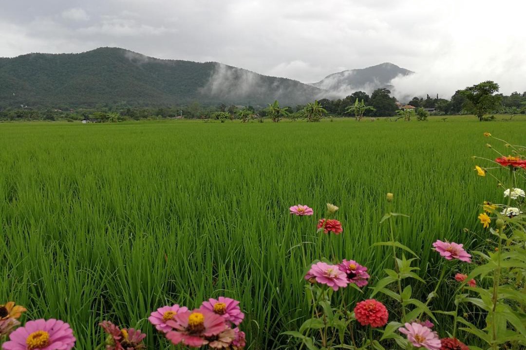 Photo of Others in Cho Lae