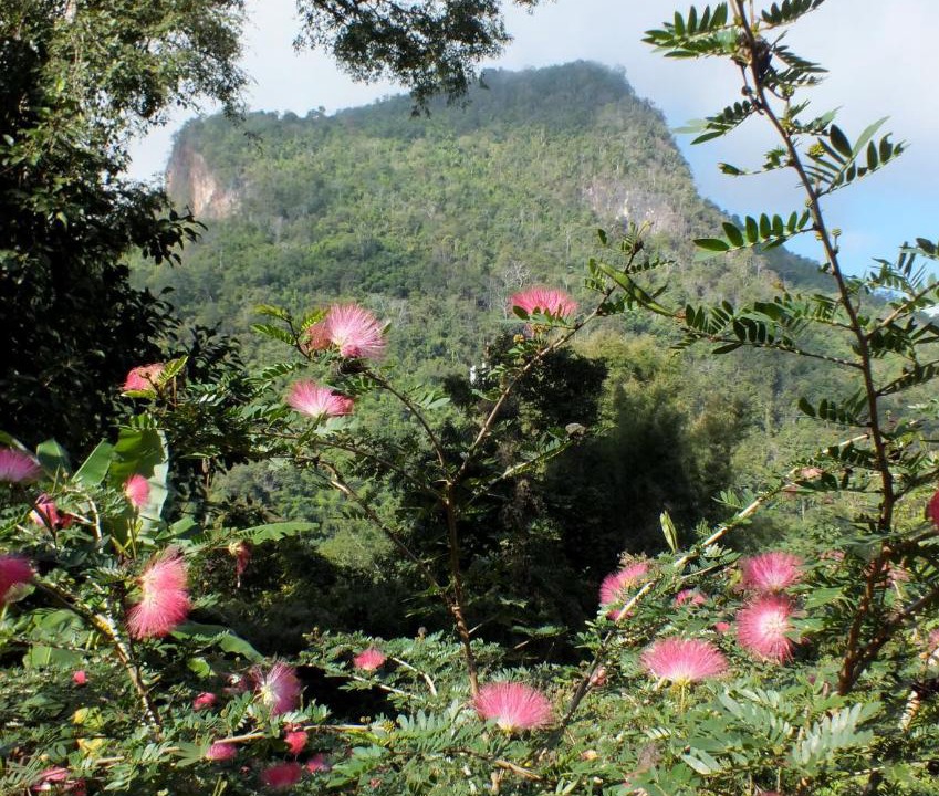 Photo of Others in Chiang Dao