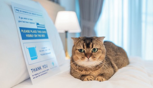 Standard Twin Room, Pets Allowed