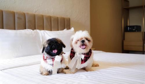 Pet Friendly - Chill Room