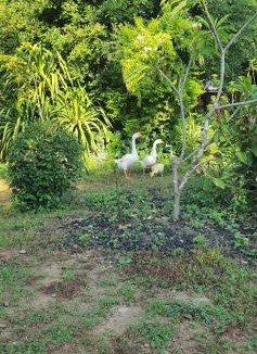 Song Phi Nong House | Sandy Lake 2012