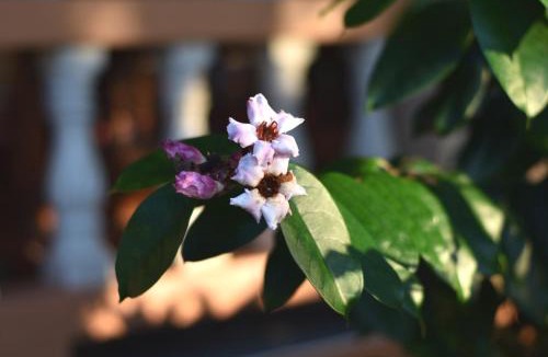 Chiang Dao House | Wichouda Cottage - Self Check-in